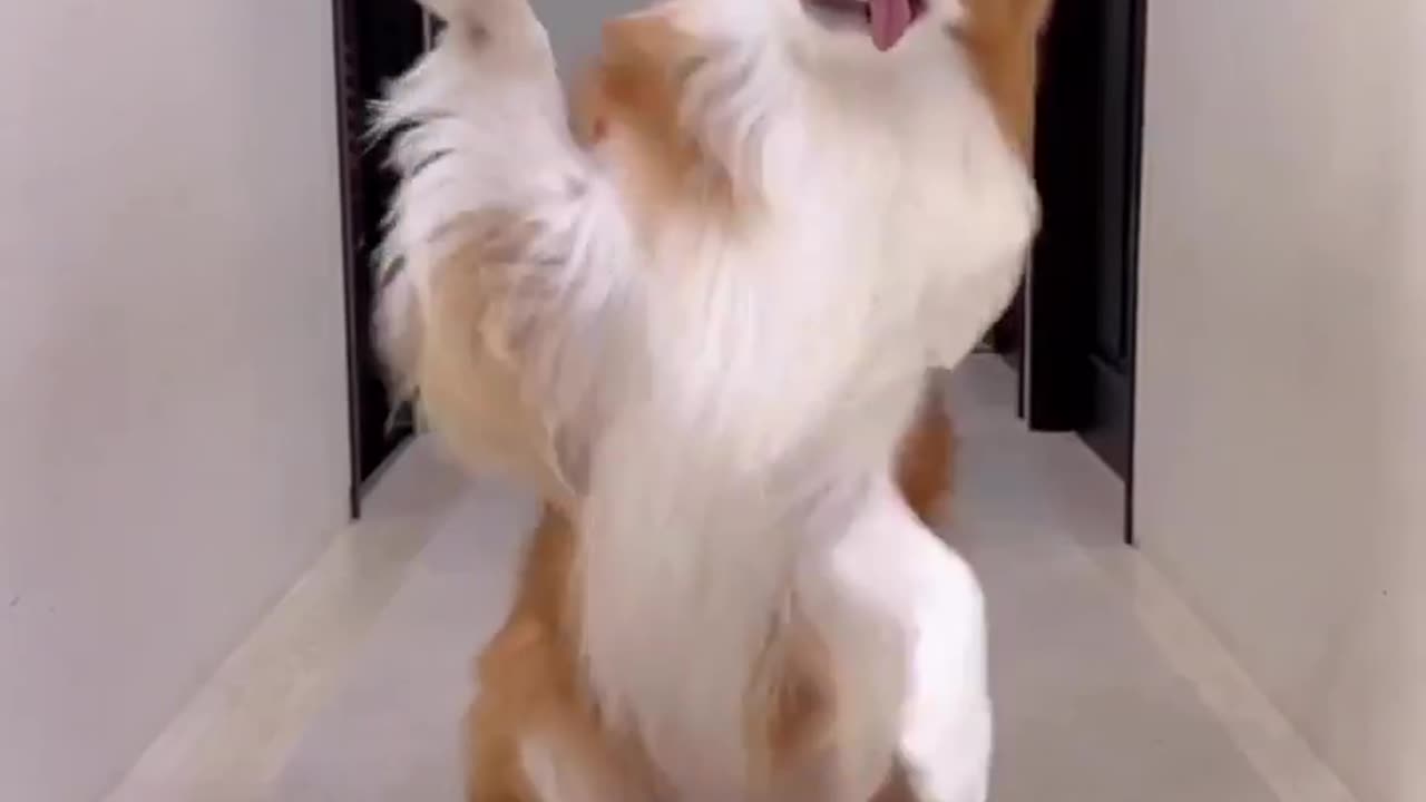 Funny dog video