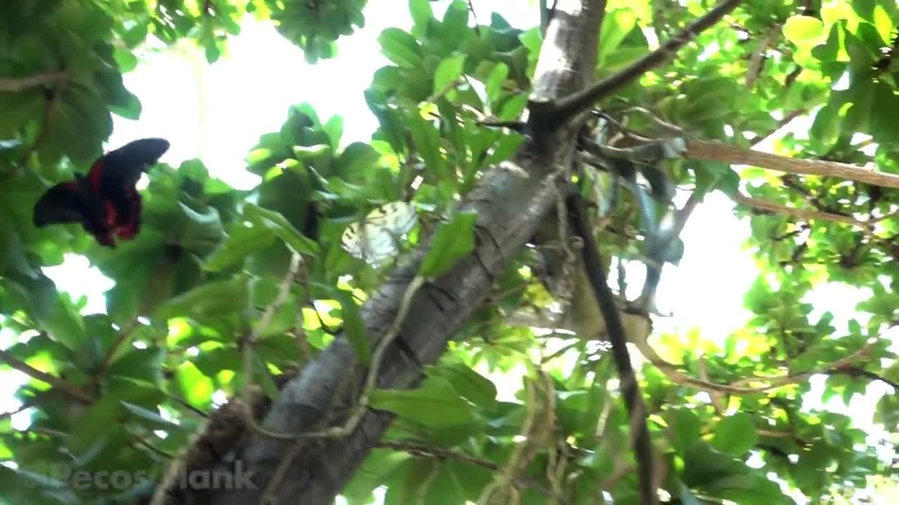 Flying Butterflies in Slow Motion