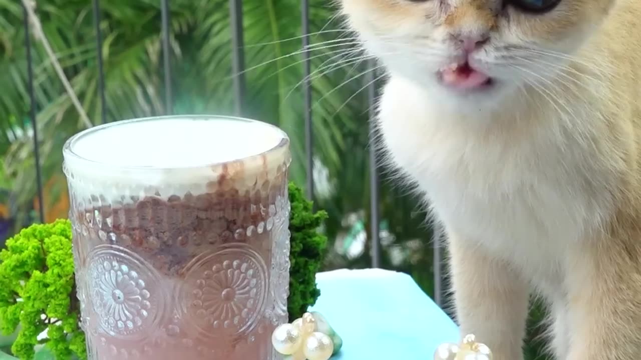 Burgers on skewers🍔, milo cold shaved ice # Desserts #catcookingasmr #Shorts #tiktok #cat