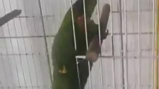 Must Be Rihanna's Parrot