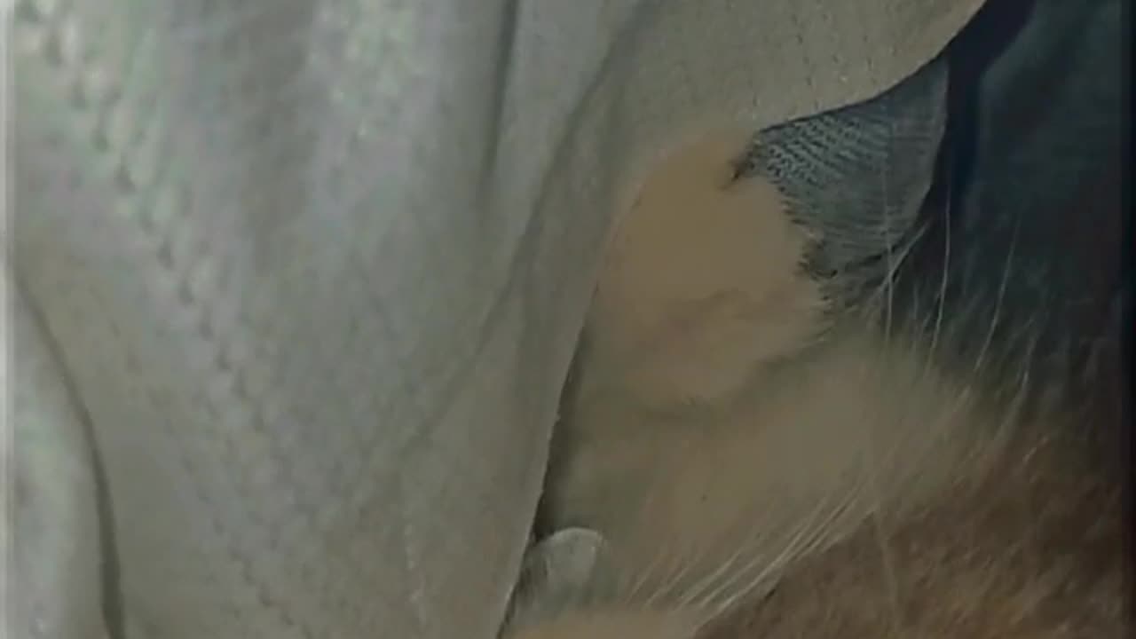 Cute pet animals