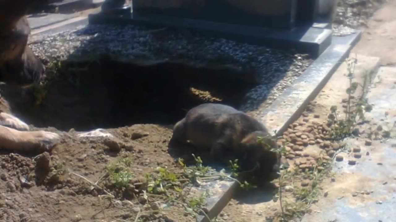 People Said This Dog Was Guarding Her Owner’s Grave, But One Rescuer Uncovered A Stunning Secret