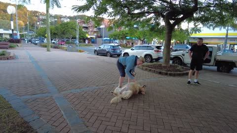 To Avoid Going Home PLAYS DEAD- Stubborn Dog