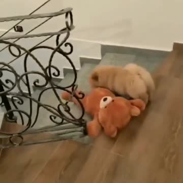 🤣🤣🤣🤣🐶What is this