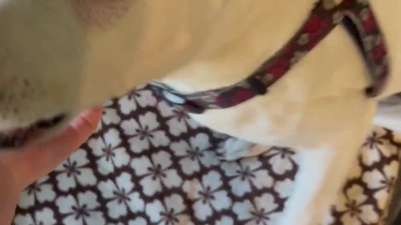 Reuniting With Deaf And Blind Dog