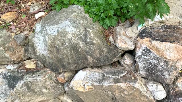 Cute and Clever Chipmunk, hide and seek