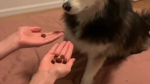 The dog guessed wrong and was about to cry.