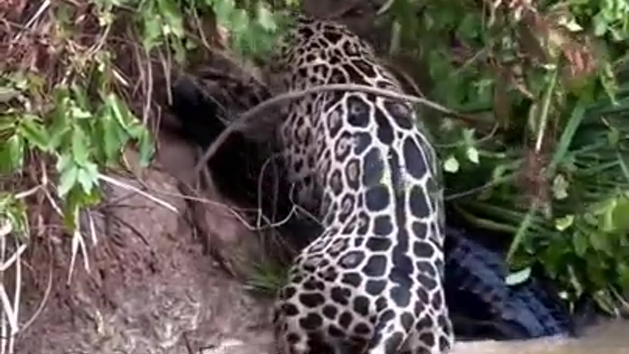 Bad ass leopard.