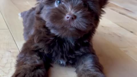 Evee the dark chocolate yorkie puppy