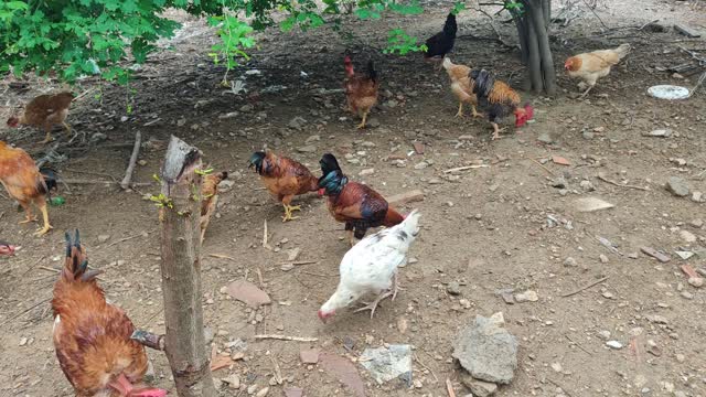 extensive system of free-range chicken farming - criação de galinhas caipiras sistema extensivo