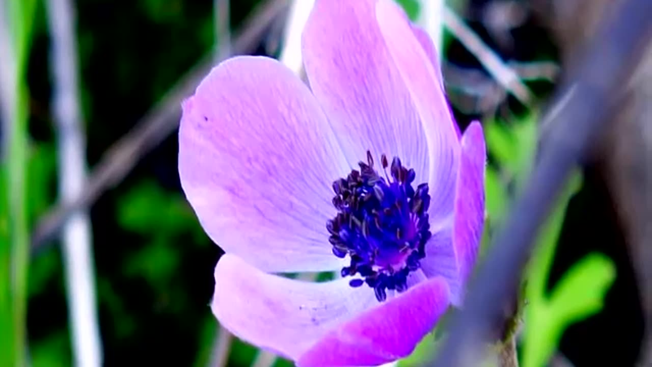 Lâle soğanının öyküsü