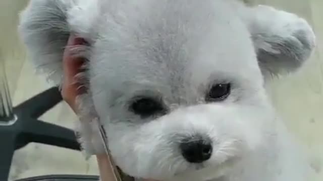 Cute Pet Video