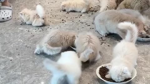 Cats are fighting over food