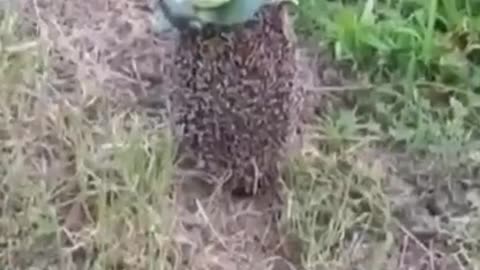 Poor hedgehog!