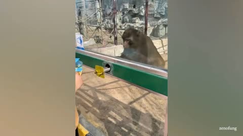 Funny 🐒 videos