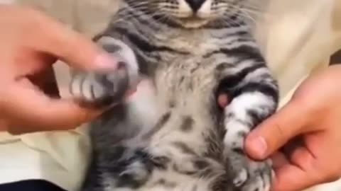 Viral cat dancing 😅 🤣