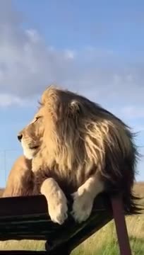 Attitude WhatsApp Status 👿👿💯-- king of jungle --