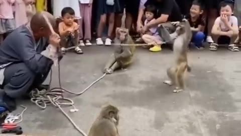 Funny videos animals