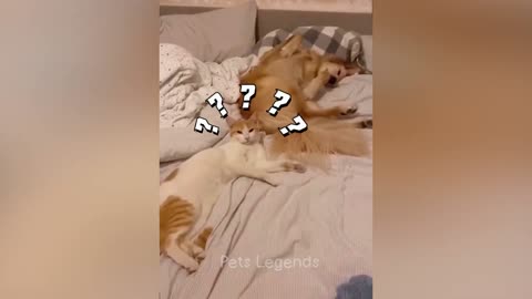 Funny dog funny cat