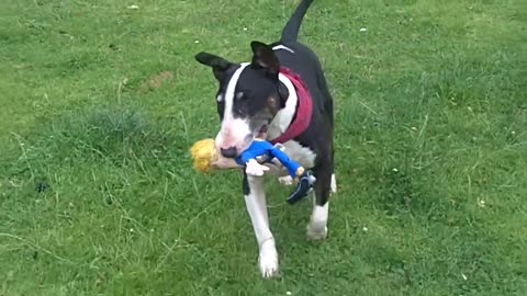 Adorable Dogs Play With Trump Toy!!!