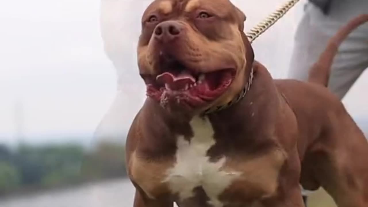 Animal : pet dog named as American bully