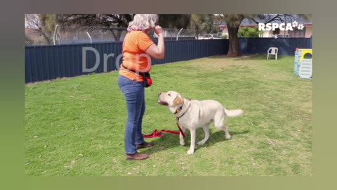 Dog training