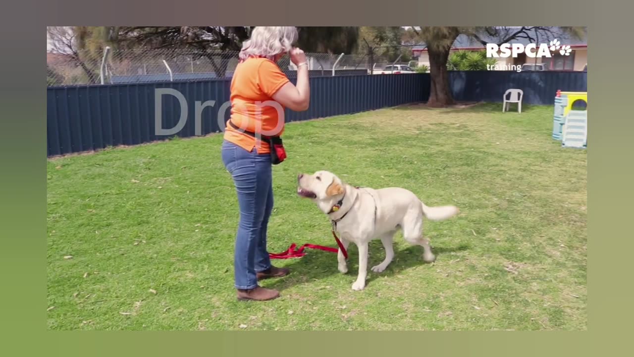 Dog training