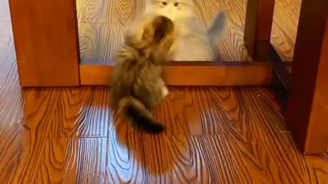 Cat♡♡♡