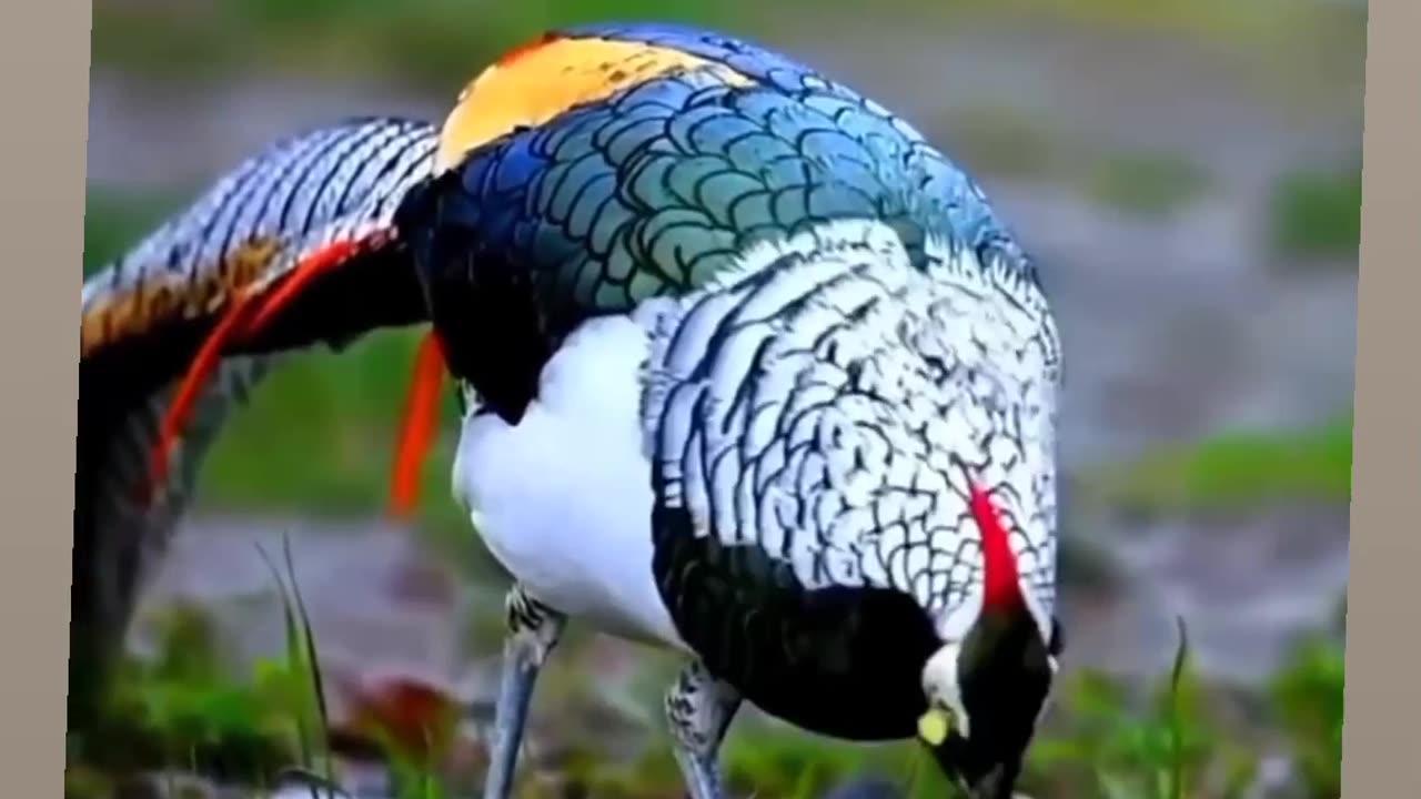 Beautiful Bird