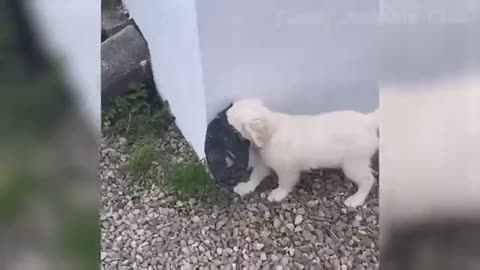 Funny Animal Videos 2022 😂 - Best Dogs And Cats Videos 😺😍