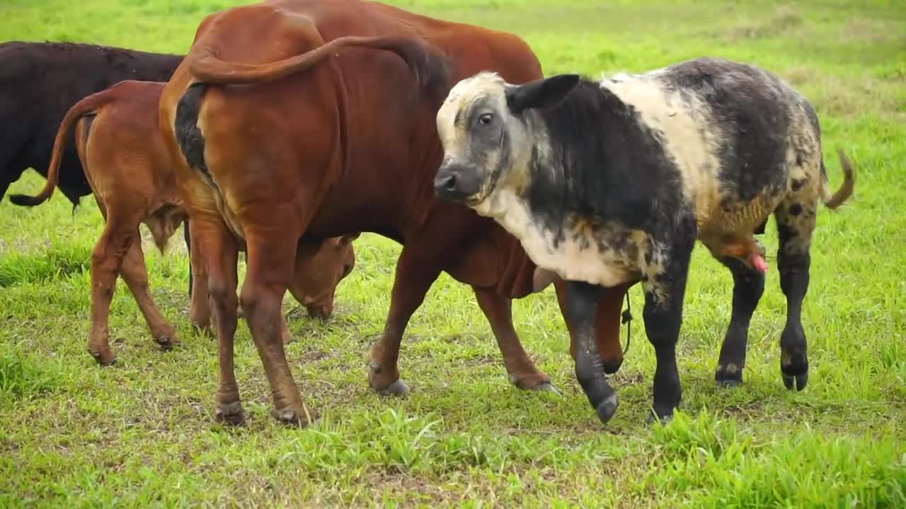 Sons d'animaux amusants : Éléphant, vache, poulet, cheval, canard, chien, chat