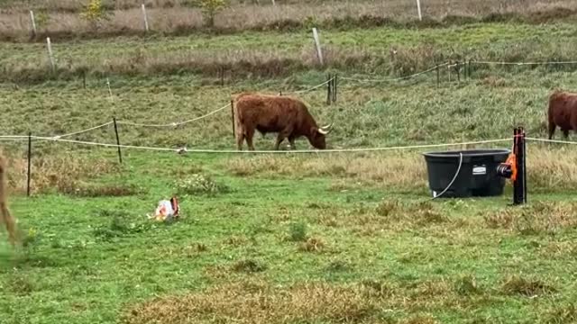 Why I’m raising cattle on the farm