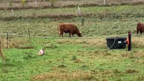 Why I’m raising cattle on the farm