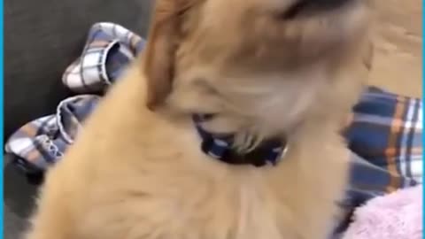 Puppies first words