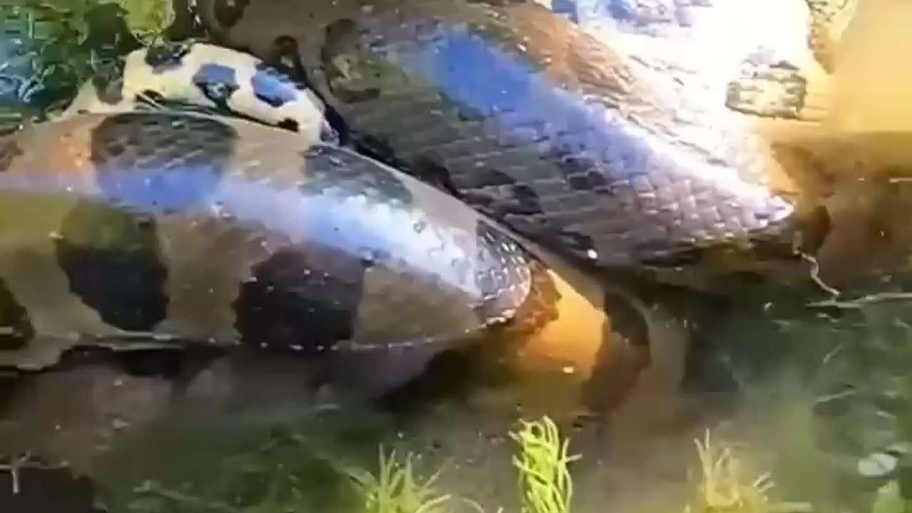 Anaconda x alligator mortal embrace😱😱