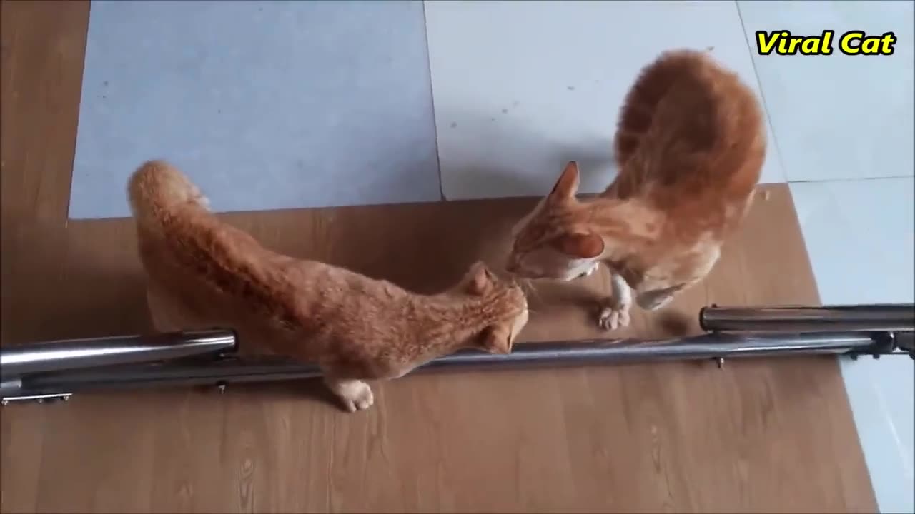 Cats Fights and Meowing