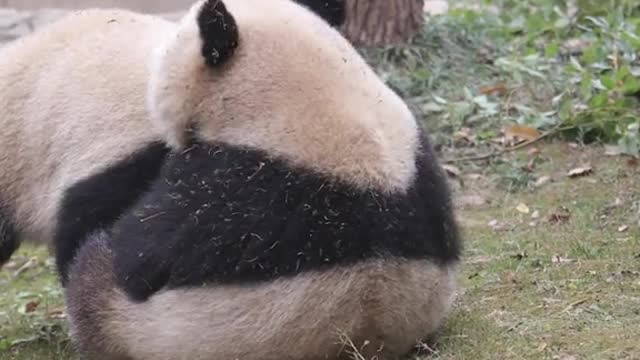 What am I supposed to do.# Panda