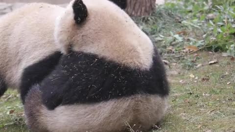 What am I supposed to do.# Panda