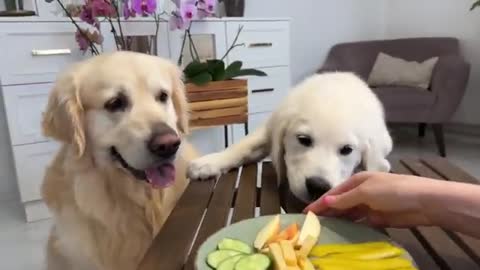 Impatient Baby Puppy and Golden Retriever Reviews Food