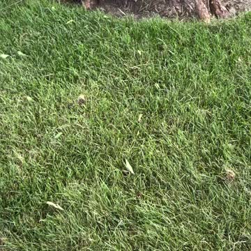 Carpet made of natural grass