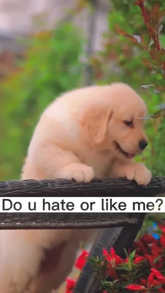 Happy baby doges very funny my baby