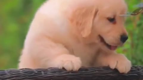 Happy baby doges very funny my baby