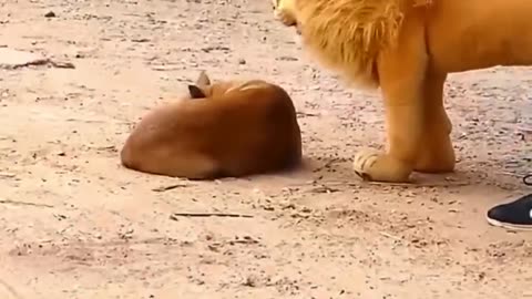 Cute Animals - fake Lion prank to dog