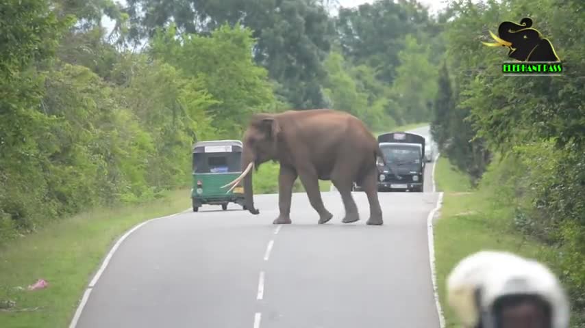 Attack of the Elephant King | हाथी राजा का हमला