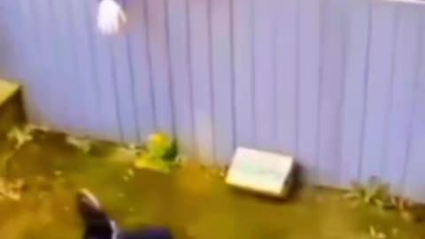 Very funny animal 🤣