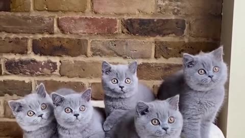 Funny & Cute Cats 🥰🥰 #cats #shorts #viral #pets #redfoxfolder