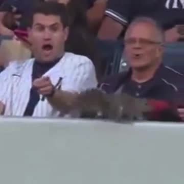 New York Yankees Fans Encountering Wildlife For The First Time