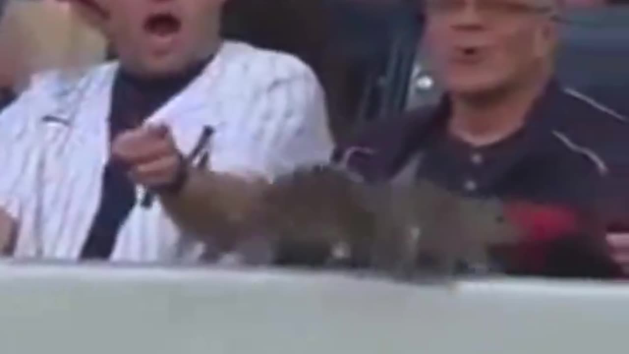 New York Yankees Fans Encountering Wildlife For The First Time