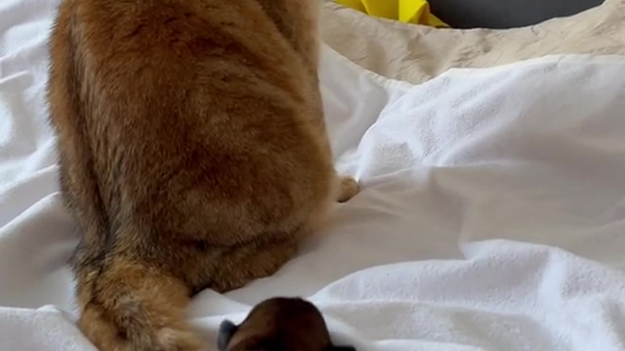 Cute cat and dogs ❤️❤️
