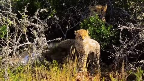 Female cheetah on the hunt